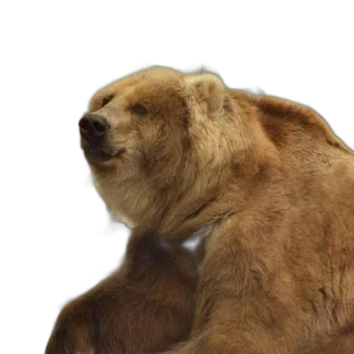 animal, creature, face, staff transparent PNG cut-out