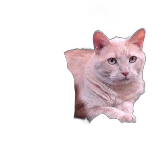 animal, creature, face, crown transparent PNG cut-out