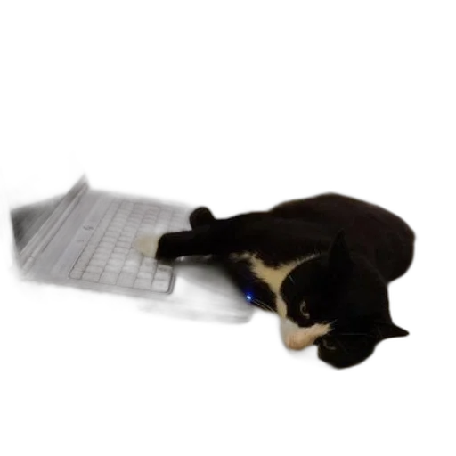staff, animal, furniture, black, white, cat, lounges, couch transparent PNG cut-out