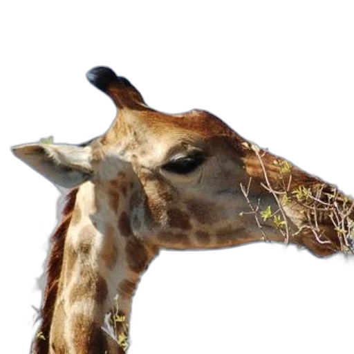 animal, creature, face, staff transparent PNG cut-out