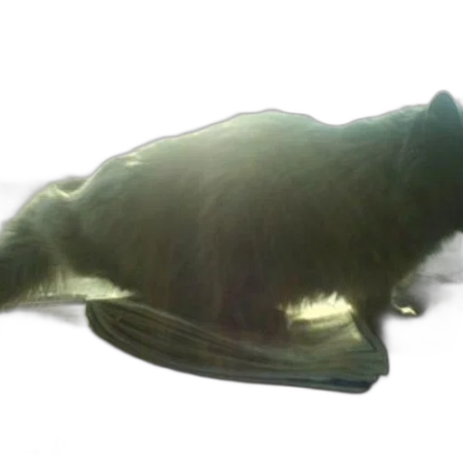 animal, creature, hat, hair, 3d render, concept art, photorealistic, fluffy transparent PNG cut-out