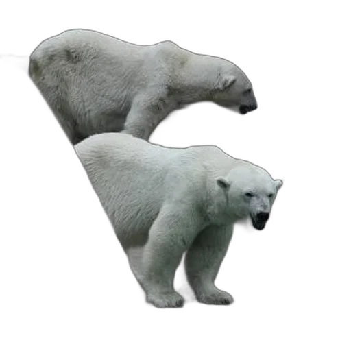 animal, creature, face, concept art, 3d render, photorealistic, pixel art, monochrome transparent PNG cut-out