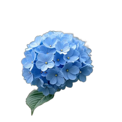 flower, crown, umbrella, hat transparent PNG cut-out