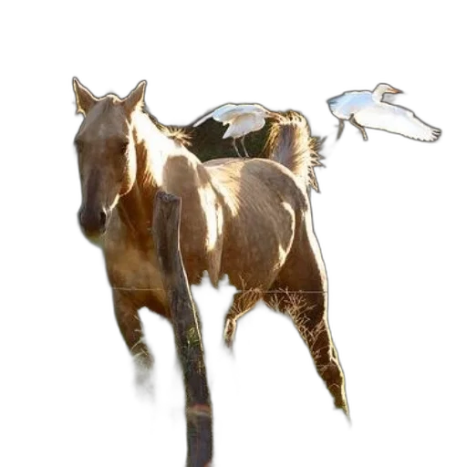 animal, weapon, creature, dragon, photorealistic, concept art, 3d render, fantasy art transparent PNG cut-out