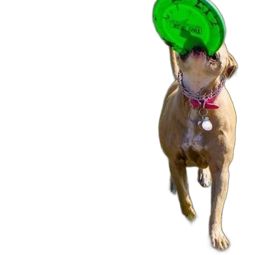 hat, staff, animal, creature, 3d render, photorealistic, green, dog transparent PNG cut-out