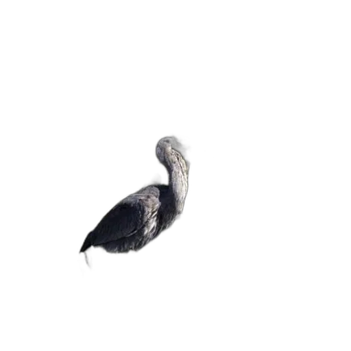 animal, creature, hair, dragon, photorealistic, 3d render, concept art, white transparent PNG cut-out