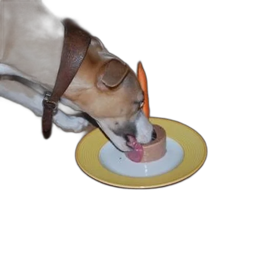 food, hat, animal, staff, 3d render, photorealistic, fire, dog transparent PNG cut-out