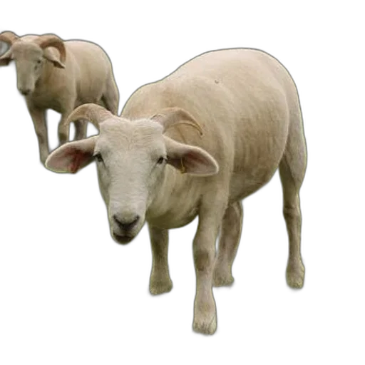 animal, 3d render, photorealistic, concept art, two, white, sheep, curved transparent PNG cut-out