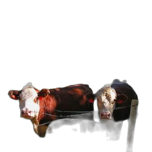 animal, furniture, shoes, food, photorealistic, concept art, oil painting, watercolor transparent PNG cut-out