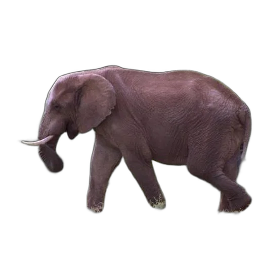 animal, creature, staff, weapon, 3d render, concept art, photorealistic, oil painting transparent PNG cut-out