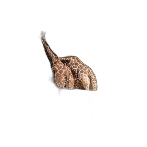hair, hat, animal, crown, photorealistic, 3d render, concept art, pixel art transparent PNG cut-out