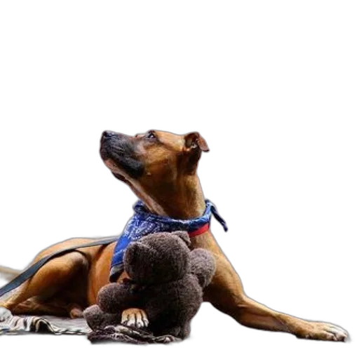 animal, creature, photorealistic, 3d render, brown, dog, wearing, blue transparent PNG cut-out