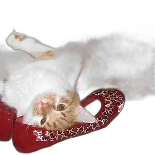 shoes, photorealistic, fluffy, cat, laying, pair, red, leopard transparent PNG cut-out