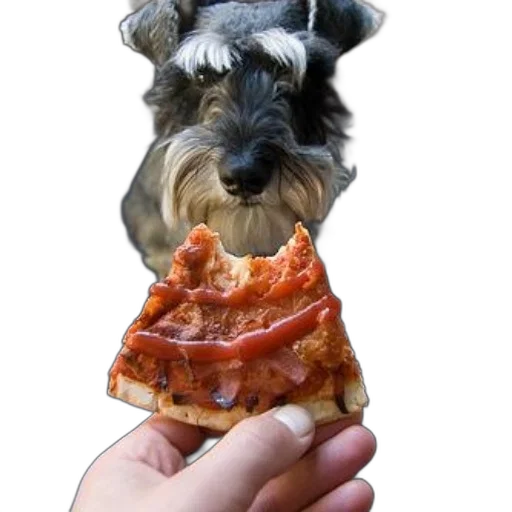 food, animal, creature, hat, photorealistic, person, holds, slice transparent PNG cut-out