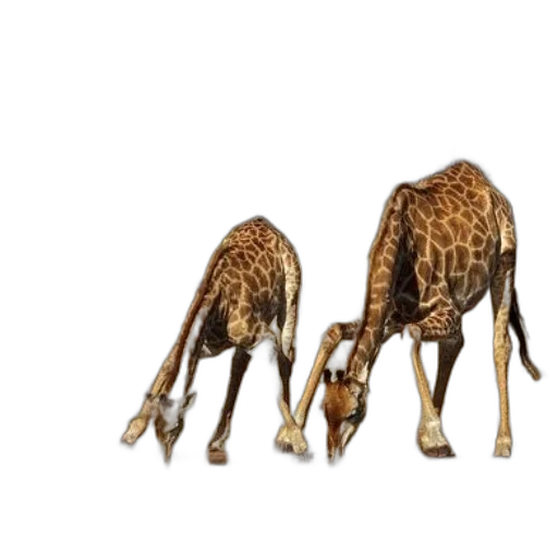 animal, shoes, furniture, creature, 3d render, concept art, photorealistic, two transparent PNG cut-out