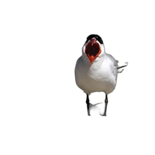 animal, creature, hat, food, 3d render, photorealistic, concept art, pixel art transparent PNG cut-out
