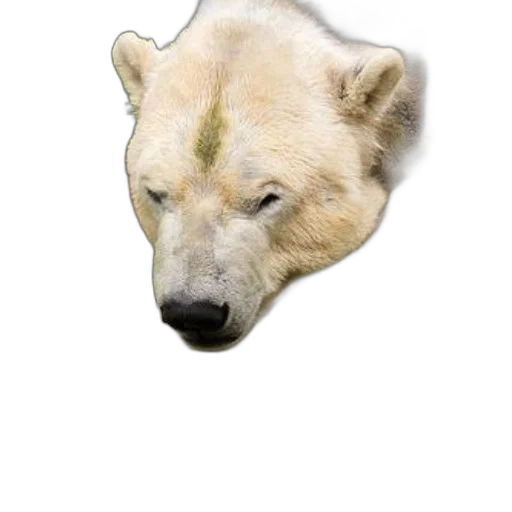 animal, creature, face, mask, photorealistic, watercolor, concept art, pixel art transparent PNG cut-out