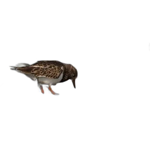 animal, shoes, creature, food, 3d render, concept art, photorealistic, pixel art transparent PNG cut-out