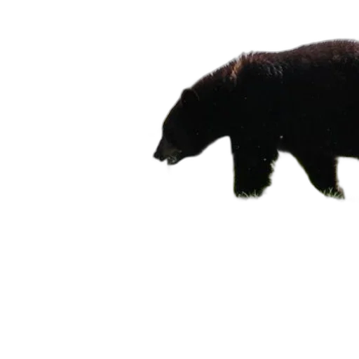 animal, creature, staff, hair, 3d render, concept art, photorealistic, black transparent PNG cut-out