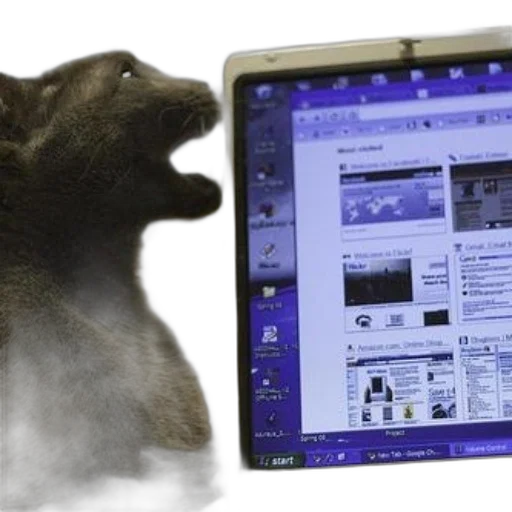 animal, raccoon, appears, interacting, laptop, displaying, windows, operating transparent PNG cut-out