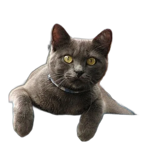 animal, staff, creature, jewelry, photorealistic, 3d render, concept art, pixel art transparent PNG cut-out