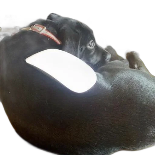 mask, hat, animal, face, photorealistic, 3d render, cyberpunk, concept art transparent PNG cut-out