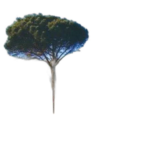 tree, crown, umbrella, staff, 3d render, concept art, photorealistic, pixel art transparent PNG cut-out