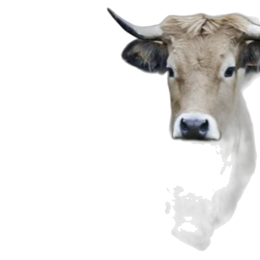 animal, mask, face, creature, photorealistic, concept art, 3d render, two transparent PNG cut-out