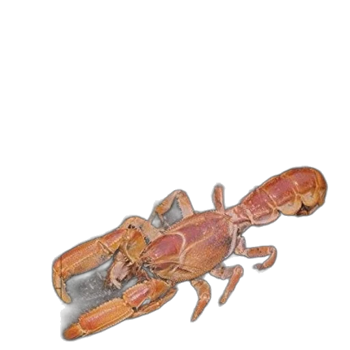 animal, creature, weapon, jewelry, concept art, 3d render, watercolor, photorealistic transparent PNG cut-out