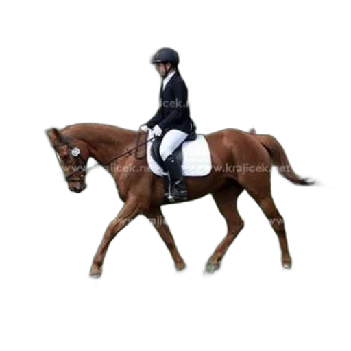 animal, rider, black, jacket, white, pants, brown, horse transparent PNG cut-out