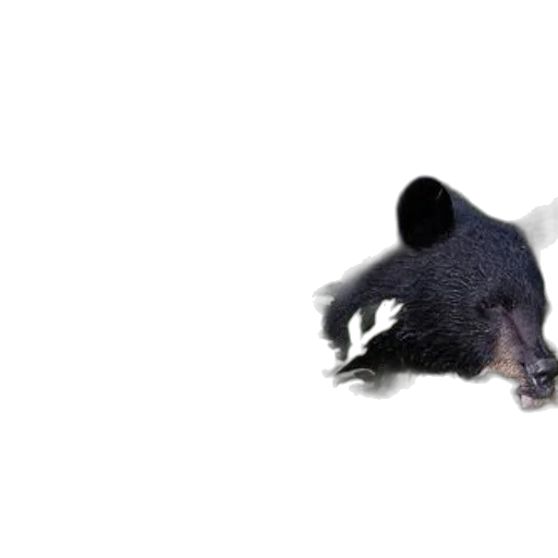 animal, creature, hat, weapon, photorealistic, 3d render, concept art, pixel art transparent PNG cut-out