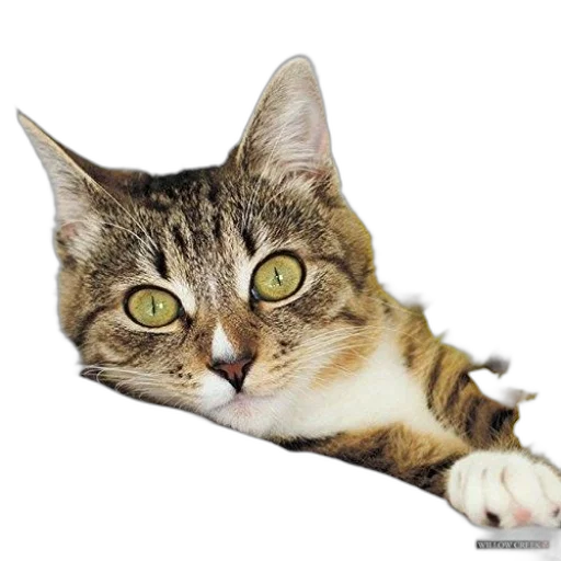 animal, staff, creature, face, photorealistic, 3d render, pixel art, concept art transparent PNG cut-out