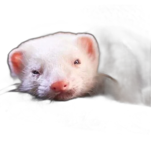 animal, creature, staff, face, photorealistic, 3d render, cute, ferret transparent PNG cut-out