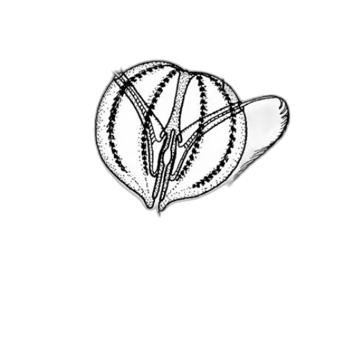 jewelry, crown, flower, hat, 3d render, pencil sketch, concept art, pixel art transparent PNG cut-out