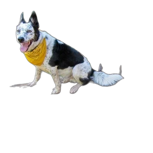 animal, staff, creature, photorealistic, 3d render, black, white, dog transparent PNG cut-out