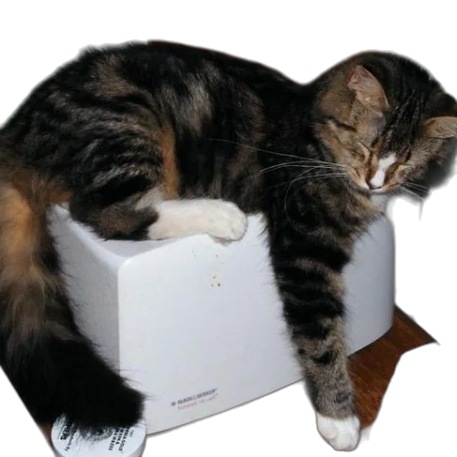 furniture, animal, jewelry, crown, cat, sleeping, top, white transparent PNG cut-out