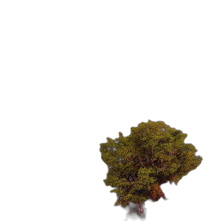 tree, crown, hat, hair transparent PNG cut-out
