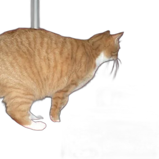 staff, animal, creature, robot, cat, stands, red, surface transparent PNG cut-out