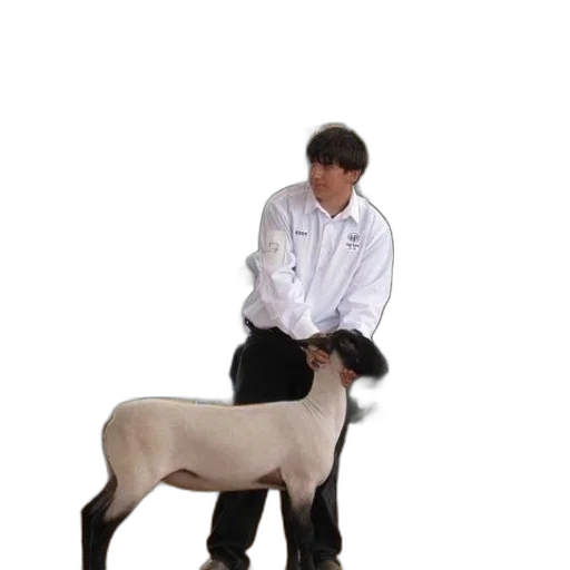 staff, animal, creature, robot transparent PNG cut-out