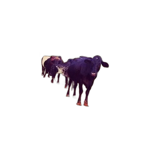 animal, hair, creature, dragon, pixel art, concept art, 3d render, vaporwave transparent PNG cut-out