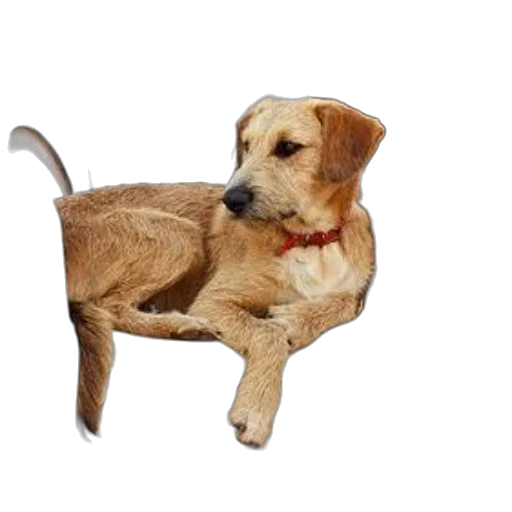 furniture, animal, staff, creature, 3d render, photorealistic, oil painting, pixel art transparent PNG cut-out
