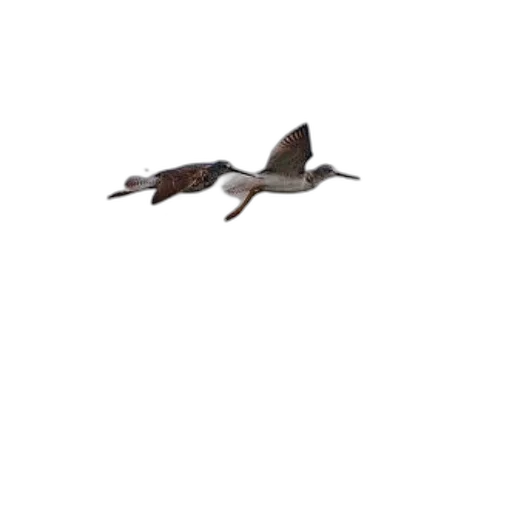 animal, creature, staff, dragon, 3d render, pixel art, concept art, photorealistic transparent PNG cut-out