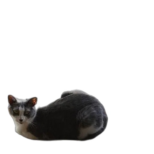 animal, creature, crown, hat, photorealistic, 3d render, two, cats transparent PNG cut-out