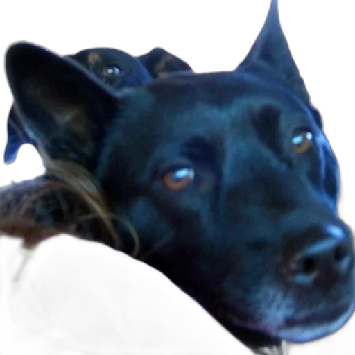 animal, staff, creature, face transparent PNG cut-out