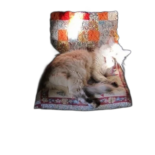 hat, furniture, animal, food, photorealistic, 3d render, fluffy, cat transparent PNG cut-out