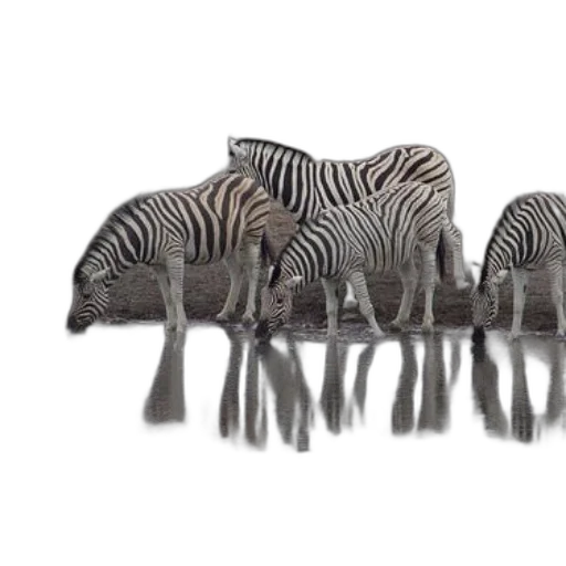animal, furniture, shoes, hat, 3d render, photorealistic, concept art, monochrome transparent PNG cut-out