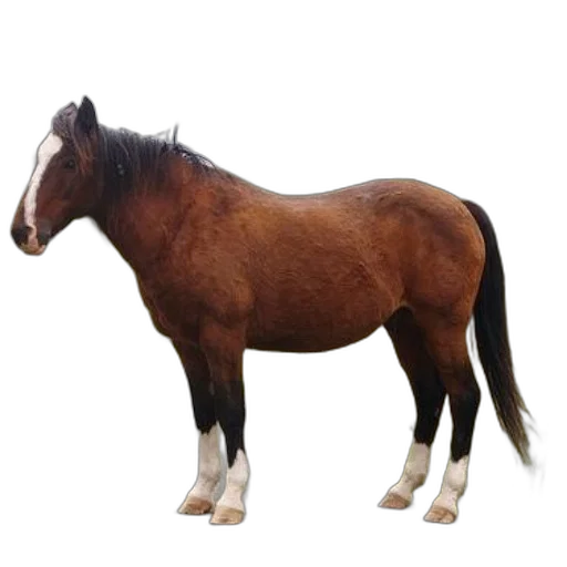 animal, creature, hair, staff, photorealistic, 3d render, concept art, oil painting transparent PNG cut-out