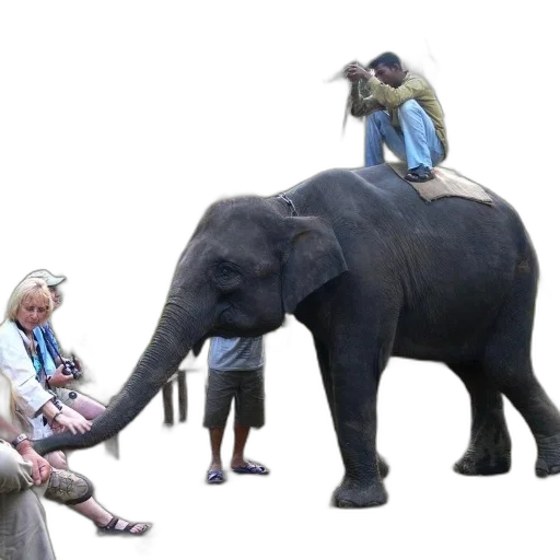 animal, creature, staff, umbrella transparent PNG cut-out