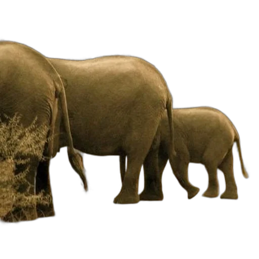 animal, creature, photorealistic, 3d render transparent PNG cut-out