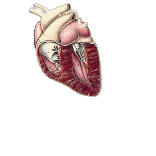 jewelry, watercolor, photorealistic, concept art, 3d render, anatomical, illustration, human transparent PNG cut-out